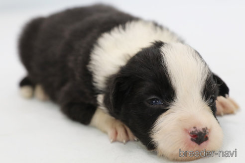 成約済の神奈川県のボーダーコリー-249534の7枚目